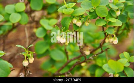 Kleine blass rosa Blüten nördliche Heidelbeere in der Nähe uo, Vaccinium uliginosum Stockfoto