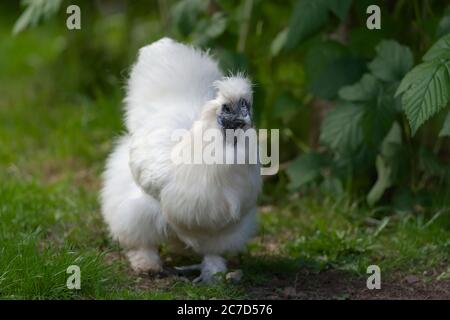 1 - Hell weiß und flauschig PET Seide bantam Huhn geht in Richtung Kamera. Stockfoto