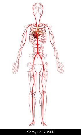 3d-Darstellung medizinisch genauer Arterien Stockfoto