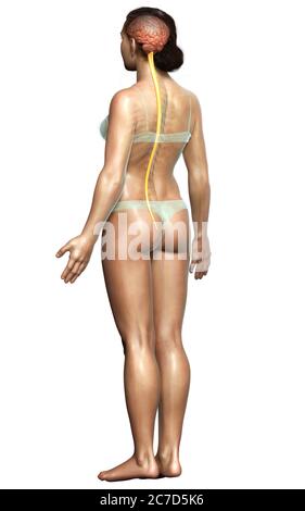 3d-Darstellung medizinisch genaue Darstellung des Gehirns Stockfoto
