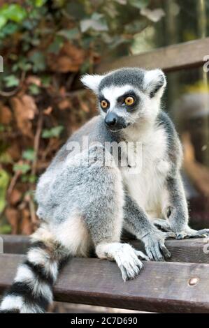 Junge Lemur catta im Prager Zoo. Ring tailed Lemur sitzt auf der Bank. Sommerzeit im Freien vertikales Bild Stockfoto