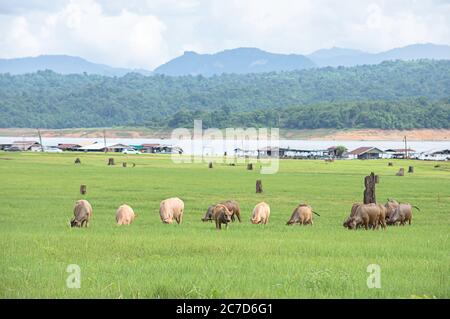 Ein Büffel, der Gras auf einer Wiese isst Hintergrund verschwommenes Wasser und Berg am Vajiralongkorn Dam, Kanchanaburi , Thailand. Stockfoto