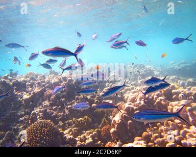 Nahaufnahme Unterwasser Aufnahme einer Schule von blauen Zebrafisch Schwimmen In der Nähe eines Korallenriffs Stockfoto