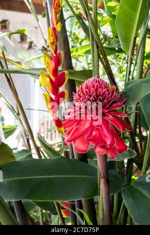 Etlingera elatior, auch bekannt als Torch Ginger, neben einer Heliconia rostrata-Blütenstand Stockfoto