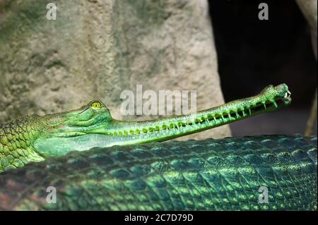 Indische Gavial - Krokodil im Zoo. Gavialis Gangeticus. Gharial. Farbiges horizontales Bild Stockfoto