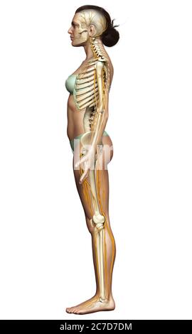 3d-Darstellung medizinisch akkurate Darstellung eines weiblichen Nervensystems und Skelettsystem Stockfoto