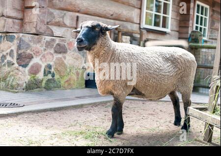 Reinrassige suffolk Schafe stehen in der Falte auf Ranch. Seitenansicht. Horizontales Sommerzeitbild im Freien. Stockfoto