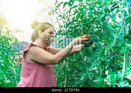 Junge kaukasische Frau in einem Gewächshaus pflücken einige rote Tomaten und Grün trägt eine Gesichtsmaske. Subsistenzlandwirtschaft während covid 19 Einhalt Stockfoto
