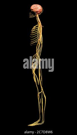 3D-gerenderte medizinisch genauen Abbildung des Nervensystems Stockfoto