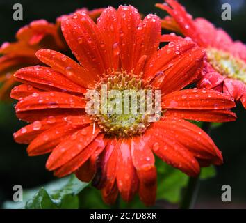 Orange Gerbera Stockfoto