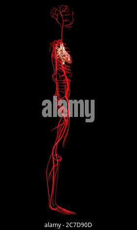 3d-Darstellung medizinisch genauer Arterien Stockfoto