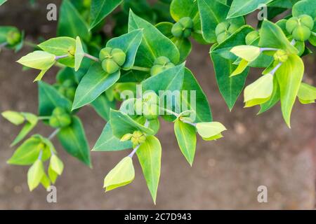 Drei-Samen-Cluster des Kaperspurgen, Euphorbia lathyris. Stockfoto