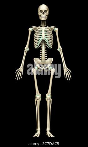 3d gerendert, medizinisch genaue Darstellung des Skelettsystems Stockfoto
