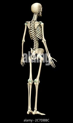 3d gerendert, medizinisch genaue Darstellung des Skelettsystems Stockfoto