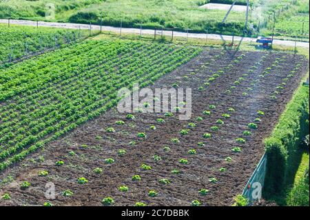 Junge landwirtschaftliche Pflanzen, Feld mit Kartoffeln bepflanzt Stockfoto