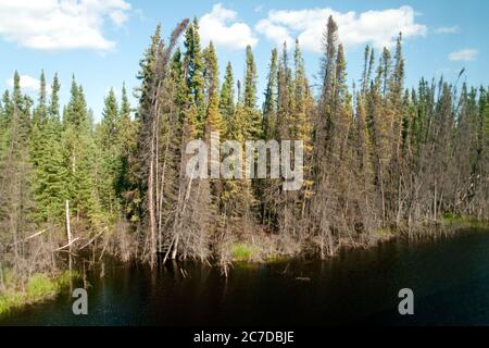 Feuchtgebiete, Moor und Nadelwälder in der abgelegenen borealen Waldwildnis nahe dem Pas, nördlich von Manitoba, Kanada. Stockfoto