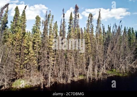 Feuchtgebiete, Moor und Nadelwälder in der abgelegenen borealen Waldwildnis nahe dem Pas, nördlich von Manitoba, Kanada. Stockfoto