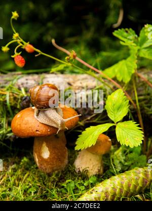 Eine Gartenschnecke sitzt auf einem großen nassen Pilz, und ein weiterer kleiner Pilz wächst in der Nähe. Stockfoto