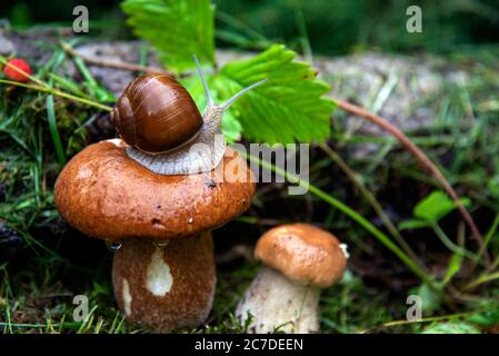 Eine Gartenschnecke sitzt auf einem großen nassen Pilz, und ein weiterer kleiner Pilz wächst in der Nähe. Stockfoto