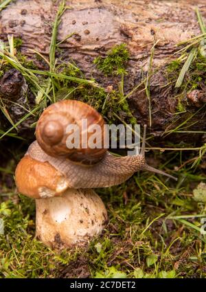 Eine Gartenschnecke sitzt auf einem großen nassen Pilz. Stockfoto