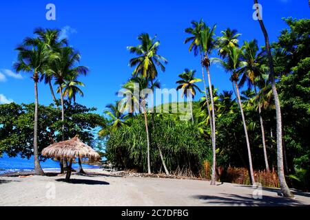 Tropische Palmen in St. Lucia Stockfoto