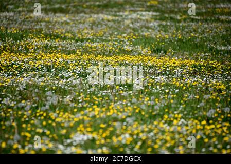 Butterblumen und Löwenzahn auf einer Wiese auf diesem Foto, das an einem warmen Frühlingstag in Surrey aufgenommen wurde Stockfoto