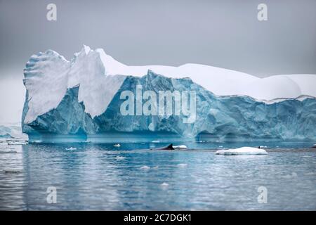 Erwachsener Buckelwal (Megaptera novaeangliae), Egel-up-Tauchgang in Wilhelmina Bay, Antarktis, Polarregionen Stockfoto