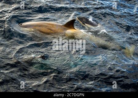 Killerwal Orca vom Deck des RCGS Resolute One Ocean Navigator aus gesehen, einem fünf-Sterne-polaren, eisverstärkten Expeditionsschiff in Antarc Stockfoto