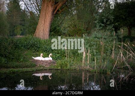 Zwei Schwäne brüten am Fluss im Lee Valley Country Park an der Grenze zwischen Essex und Hertfordshire, England, Großbritannien Stockfoto