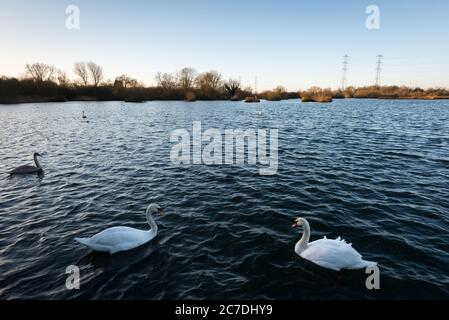 Hooksmarsh See im Lee Valley Country Park an der Grenze zwischen Essex und Hertfordshire in England, Großbritannien Stockfoto