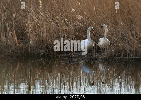 Schwäne im Sedge im Lee Valley Country Park an der Grenze zwischen Essex und Hertfordshire in England Stockfoto