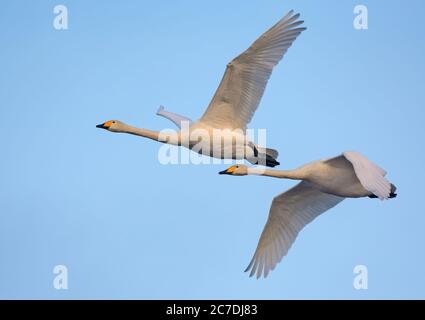 Ein Paar Erwachsene Singschwäne (cygnus cygnus) fliegen zusammen über den blauen Himmel Stockfoto