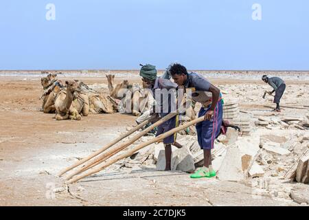 Afar Salzbergarbeiter zerbrechen Salzkruste in Platten bei Salzbergwerk in Salz flach vor Kamelen, Danakil Depression, Äthiopien, Afrika Stockfoto