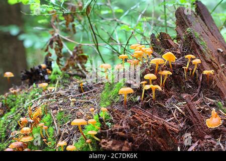 Pilze und Moos an einem Baumstumpf befestigt. Pilzkolonie auf dem alten Stumpf Stockfoto