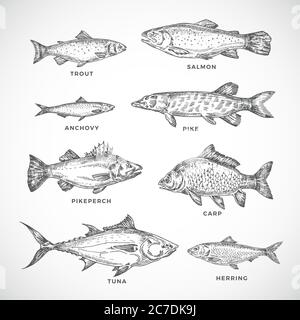 Handgezeichnetes Ocean oder Sea and River Fish Set. Eine Sammlung von Lachs und Thunfisch oder Hecht und Sardelle, Hering, Forelle, Karpfen Skizzen Silhouetten. Gravur Stock Vektor