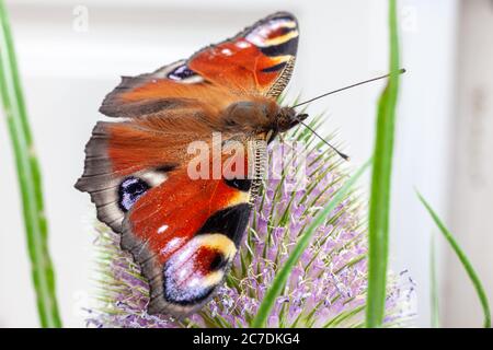 Makro Nahaufnahme von Pfau Schmetterling auf einem Teelöffel Pflanze Stockfoto