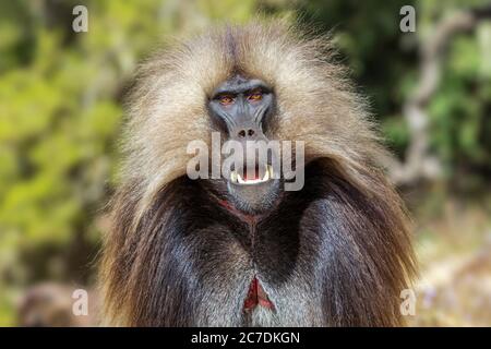 Gelada Pavian / Blutender-Herz-Affe (Thermopithecus gelada) Männchen mit rotem Hautfleck, Semien Mountains, Ethiopian Highlands, Äthiopien, Afrika Stockfoto