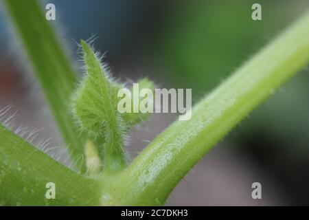 Eine gemeinsame Kürbispflanze Blatt Curl im Garten gefunden. Stockfoto