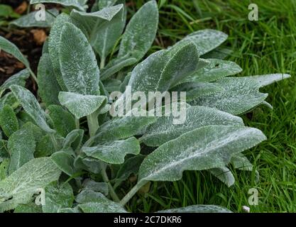 Eine Lämmer-Ohrpflanze (Stachys Byzantina). Stockfoto