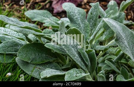 Eine Lämmer-Ohrpflanze (Stachys Byzantina). Stockfoto