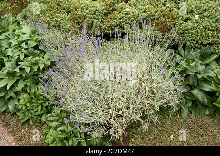 Englischer Lavendel Lavandula angustifolia Strauch in einem Garten, Vancouver, BC, Kanada Stockfoto