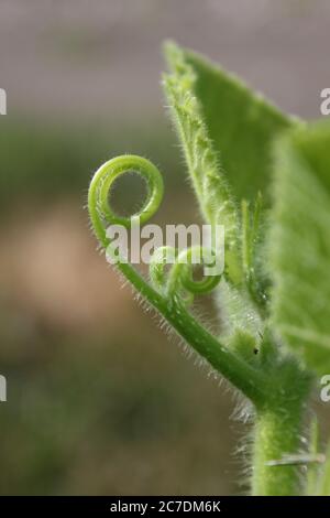 Eine gemeinsame Kürbispflanze Blatt Curl im Garten gefunden. Stockfoto