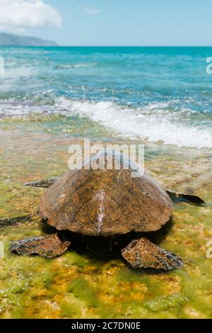 Selektive Nahaufnahme einer braunen Pacific ridley Meeresschildkröte Nahe dem Meer an einem sonnigen Tag Stockfoto