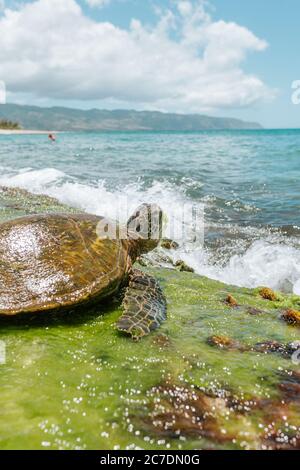 Selektive Nahaufnahme einer braunen Pacific ridley Meeresschildkröte Nahe dem Meer an einem sonnigen Tag Stockfoto