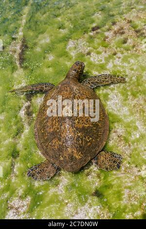 Selektive Nahaufnahme einer braunen Pacific ridley Meeresschildkröte Nahe dem Meer an einem sonnigen Tag Stockfoto