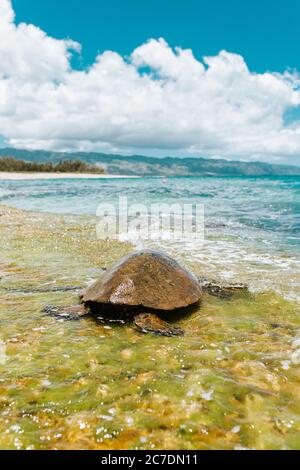 Selektive Nahaufnahme einer braunen Pacific ridley Meeresschildkröte Nahe dem Meer an einem sonnigen Tag Stockfoto