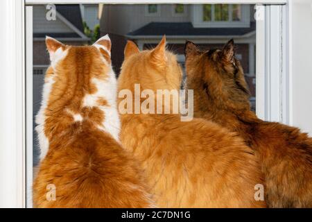 Neugierige Katzen beobachten vom Fenster aus genau, wie die Vögel unter dem Dach nisten Stockfoto