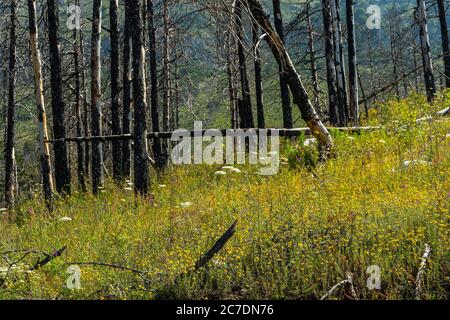 Neues Leben im verbrannten Wald, einer Wiese des Coleostephus myconis Stockfoto