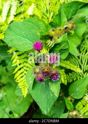 Arctium tomentosum in Blüte Stockfoto