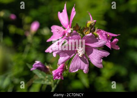 Blühende Malva sylvestris, Blume im Gras Nahaufnahme, selektiver Fokus. Stockfoto